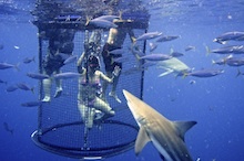 Diver in shark cage
